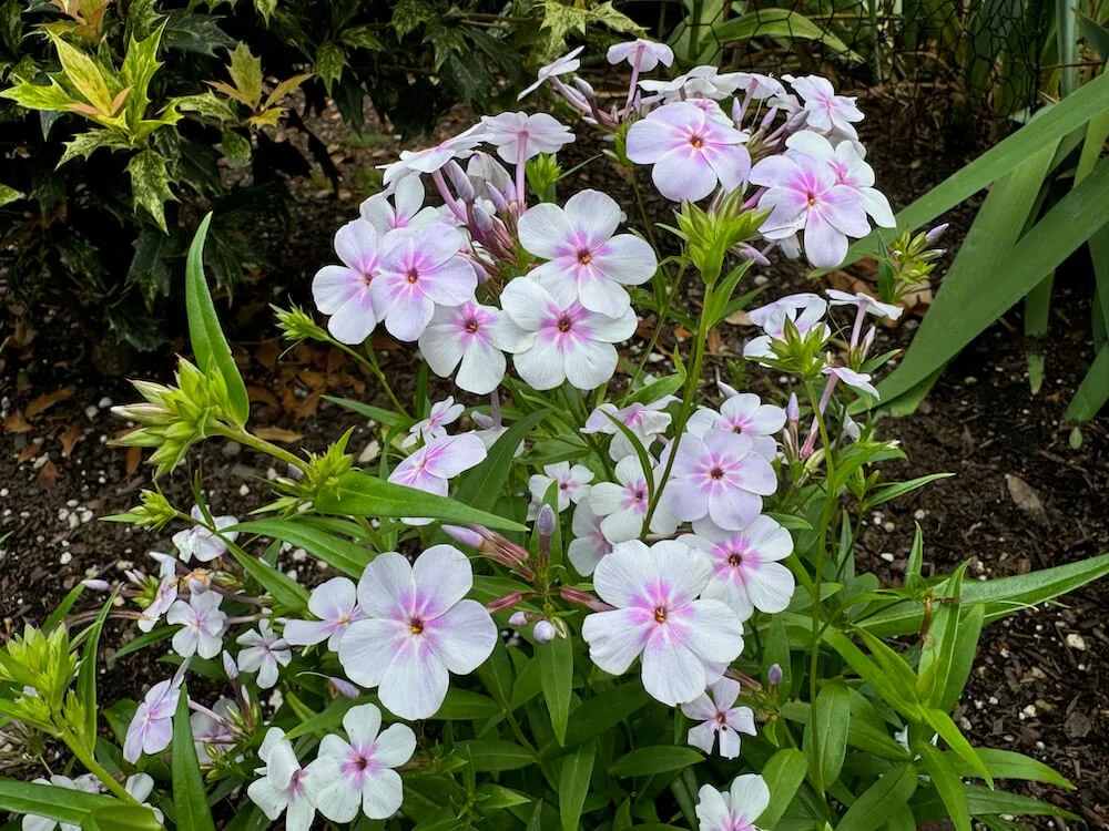 Phlox 'Opening Act Pink-a-Dot' (Opening Act Pink-a-Dot Hybrid